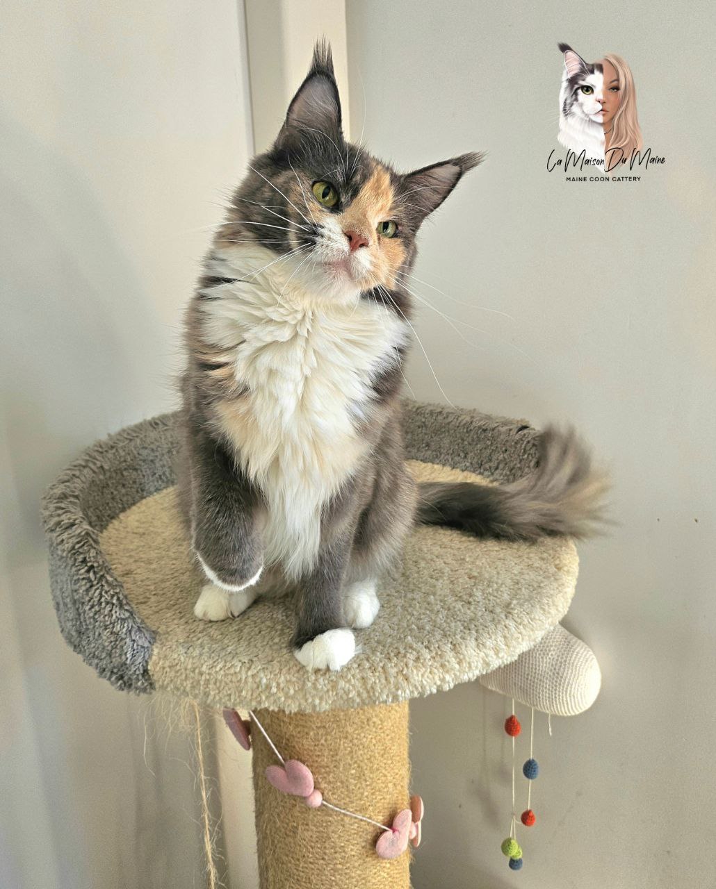 GICH. Sakura Des Terres Du Nord